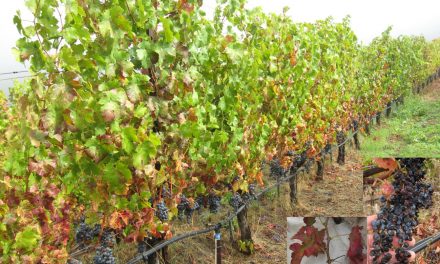 Biofilms y colonización de plantas por bacterias beneficiosas y patógenas: señales ambientales y metabólicas, regulación por c-di-GMP y relevancia en protección vegetal
