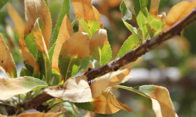 El Instituto de Agricultura Sostenible ejecutará un acuerdo de encomienda de gestión con el Ministerio de Agricultura, Pesca y Alimentación para la determinación de la subespecie de Xylella fastidiosa de las muestras de los vegetales y productos vegetales.