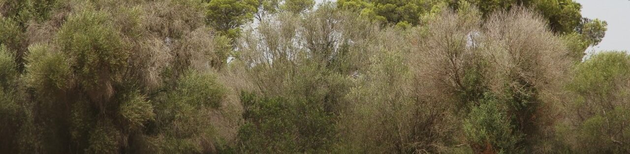 Nuevo brote de Xylella fastidiosa (subsp. fastidiosa) detectado, en España, en Valencia de Alcántara.